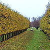 Fruit Production for Profit course thumbnail image Fruit Production for Profit course thumbnail image