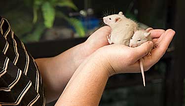 Veterinary student holding a mouse