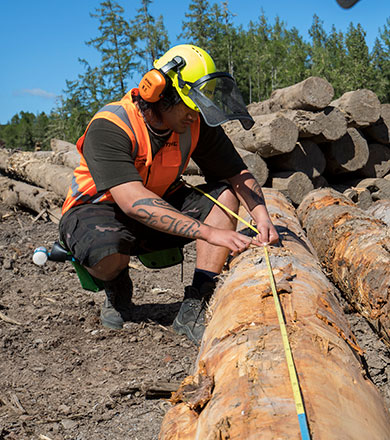 Forestry student measuring a log during class at Toi Ohomai