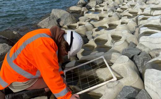 Living seawall project on the Tauranga Waterfront.