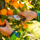 Horticulture student cutting off fruit from tree