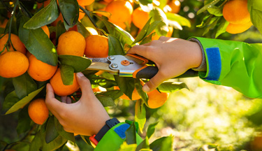 Horticulture student cutting off fruit from tree