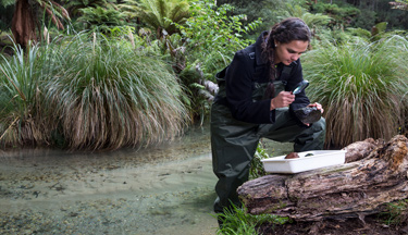 Environmental student examining a rock in a stream Environmental student examining a rock in a stream