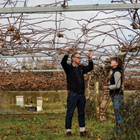 Horticulture student with tutor in kiwifruit farm Horticulture student with tutor in kiwifruit farm