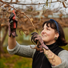 Horticulture student pruning kiwifruit vine Horticulture student pruning kiwifruit vine