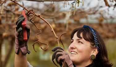 Horticulture student pruning kiwifruit vine Horticulture student pruning kiwifruit vine