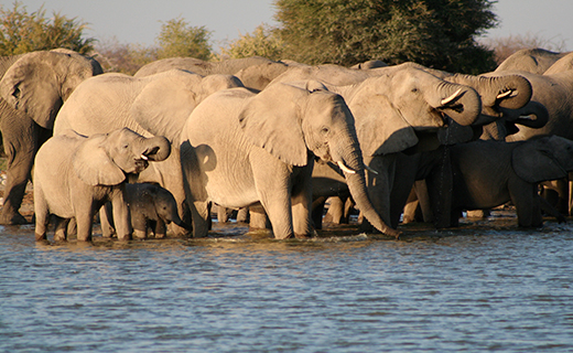 Elephants