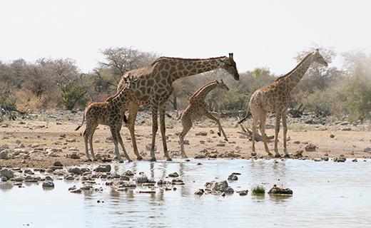 Giraffes