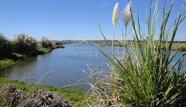 Kaituna river