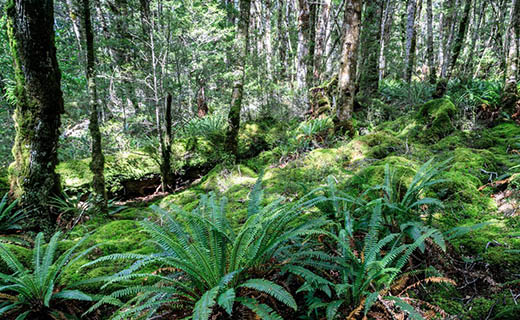 Kepler track