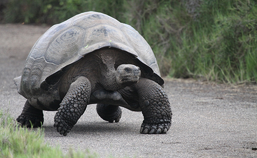 Turtle