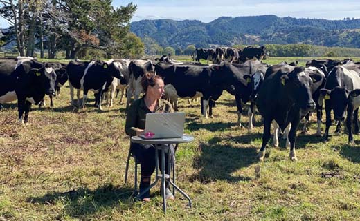 Farming tutor Rachel Nash works on her laptop among a paddock of cows during lockdown